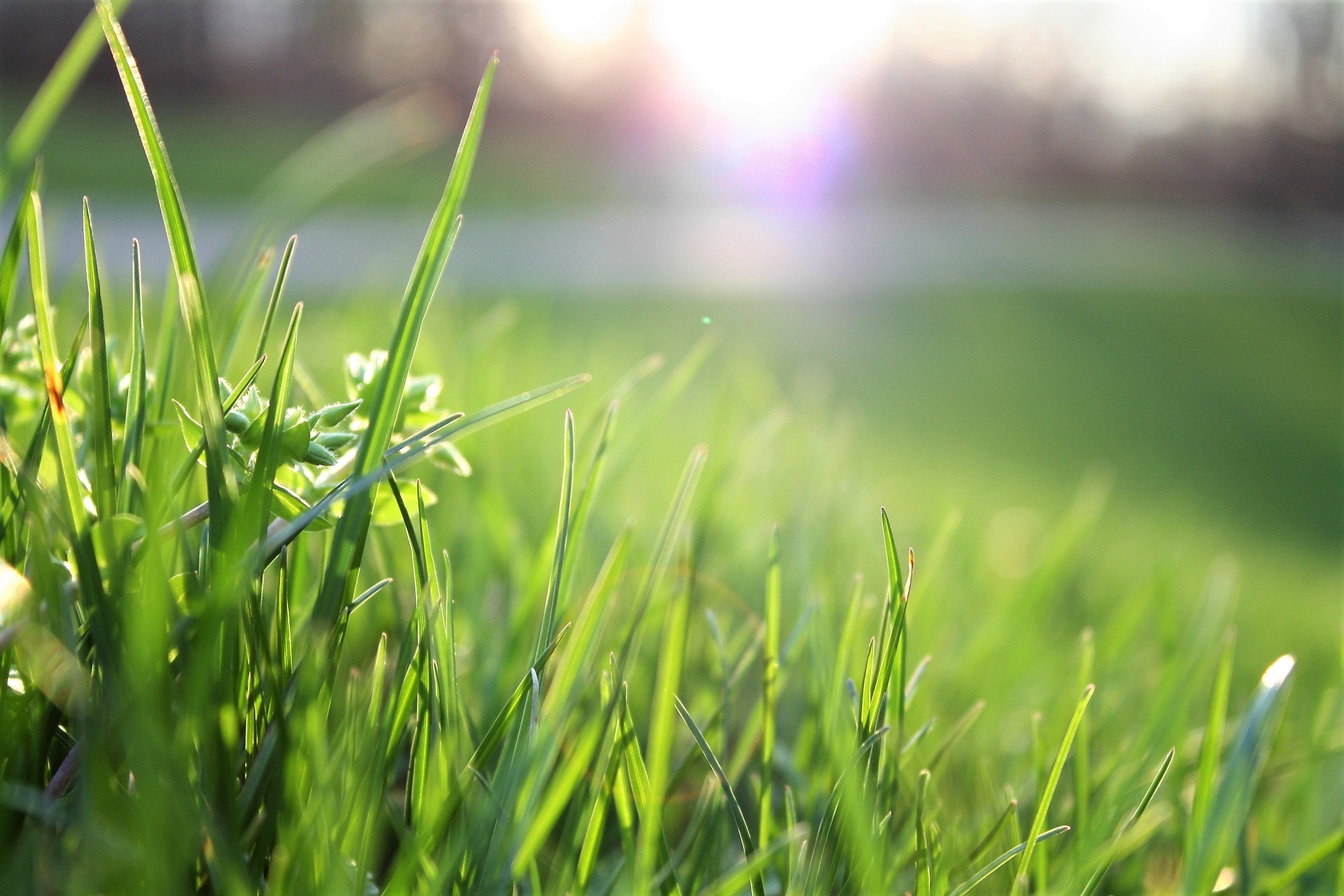 Herbe_Vert_Nature_pexels-matthias-cooper-580900.jpg