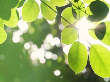 Photo de feuilles d'arbres pour représenter la qualité de l'air