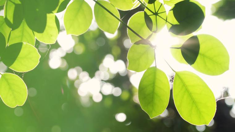 Photo de feuilles d'arbres pour représenter la qualité de l'air